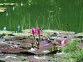 21a - Jardin Tropical 001